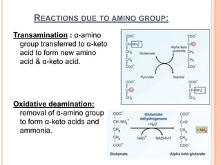 REACTIONS DUE TO AMINO GROUP:
Transamination : α-amino
group transferred to α-keto
acid to form new amino
acid & α-keto acid.
Oxidative deamination:
removal of α-amino group
to form α-keto acids and
ammonia.
 