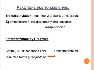 REACTIONS DUE TO SIDE CHAIN:
Transmethylation: the methyl group is transferrred;
Eg: methionine + acceptor methylated acceptor
+ homocysteine.
Ester formation by OH group:
Serine(OH)+Phosphoric acid Phosphoproteins
and also forms glycoproteins.
 