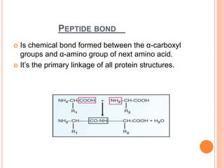 PEPTIDE BOND
 Is chemical bond formed between the α-carboxyl
groups and α-amino group of next amino acid.
 It’s the primary linkage of all protein structures.
 