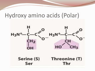 Hydroxy amino acids (Polar)
 