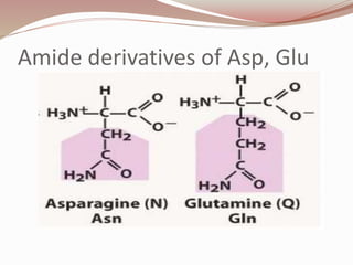 Amide derivatives of Asp, Glu
 