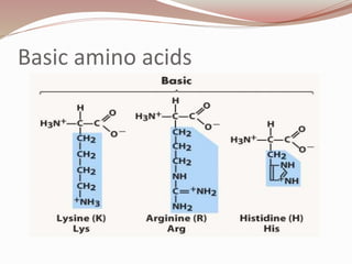 Basic amino acids
 
