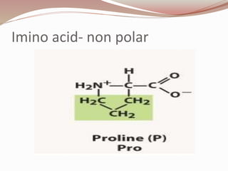 Imino acid- non polar
 