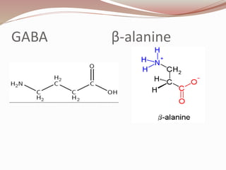 GABA β-alanine
 