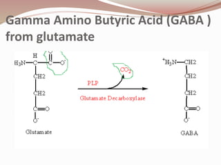 Gamma Amino Butyric Acid (GABA )
from glutamate
 