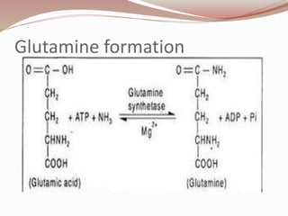 Glutamine formation
 