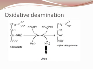 Oxidative deamination
 
