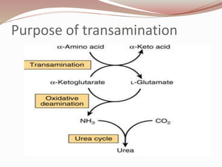 Purpose of transamination
 