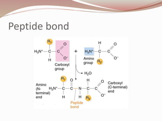 Peptide bond
 