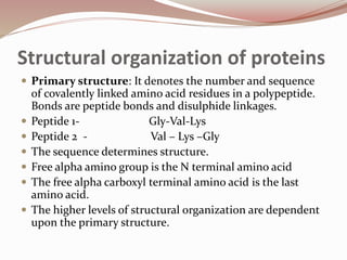 Structural organization of proteins
 Primary structure: It denotes the number and sequence
of covalently linked amino acid residues in a polypeptide.
Bonds are peptide bonds and disulphide linkages.
 Peptide 1- Gly-Val-Lys
 Peptide 2 - Val – Lys –Gly
 The sequence determines structure.
 Free alpha amino group is the N terminal amino acid
 The free alpha carboxyl terminal amino acid is the last
amino acid.
 The higher levels of structural organization are dependent
upon the primary structure.
 