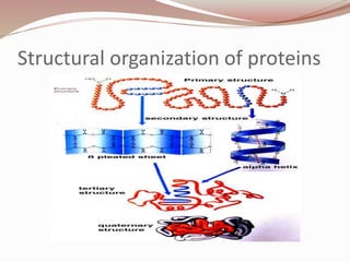 Structural organization of proteins
 
