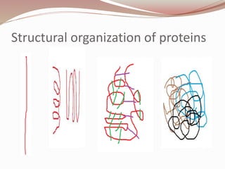 Structural organization of proteins
 
