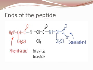 Ends of the peptide
 