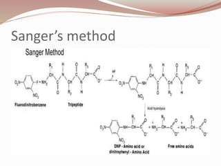 Sanger’s method
 