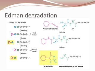 Edman degradation
 