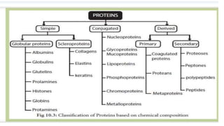 PROTEIN CLASSIFICATION.pptx