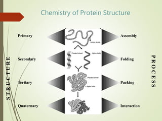 Chemistry of Protein Structure
Primary
Secondary
Tertiary
Quaternary
Assembly
Folding
Packing
Interaction
S
T
R
U
C
T
U
R
E
P
R
O
C
E
S
S
 
