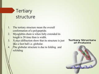 Tertiary
structure
1. The tertiary structure mean the overall
conformation of a polypeptide.
2. Myoglobin chain is when fully extended its
length is 20 time than is width.
3. X-rays diffraction show that its structure is just
like a foot ball i.e. globular.
4. The globular structure is due to folding and
refolding
 