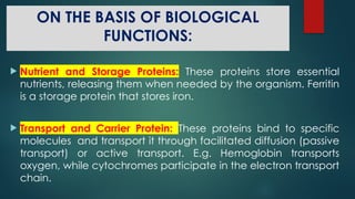 ON THE BASIS OF BIOLOGICAL
FUNCTIONS:
 Nutrient and Storage Proteins: These proteins store essential
nutrients, releasing them when needed by the organism. Ferritin
is a storage protein that stores iron.
 Transport and Carrier Protein: These proteins bind to specific
molecules and transport it through facilitated diffusion (passive
transport) or active transport. E.g. Hemoglobin transports
oxygen, while cytochromes participate in the electron transport
chain.
 