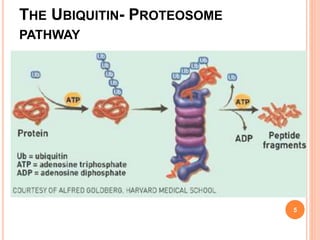 THE UBIQUITIN- PROTEOSOME
PATHWAY
3/29/2017
5
 