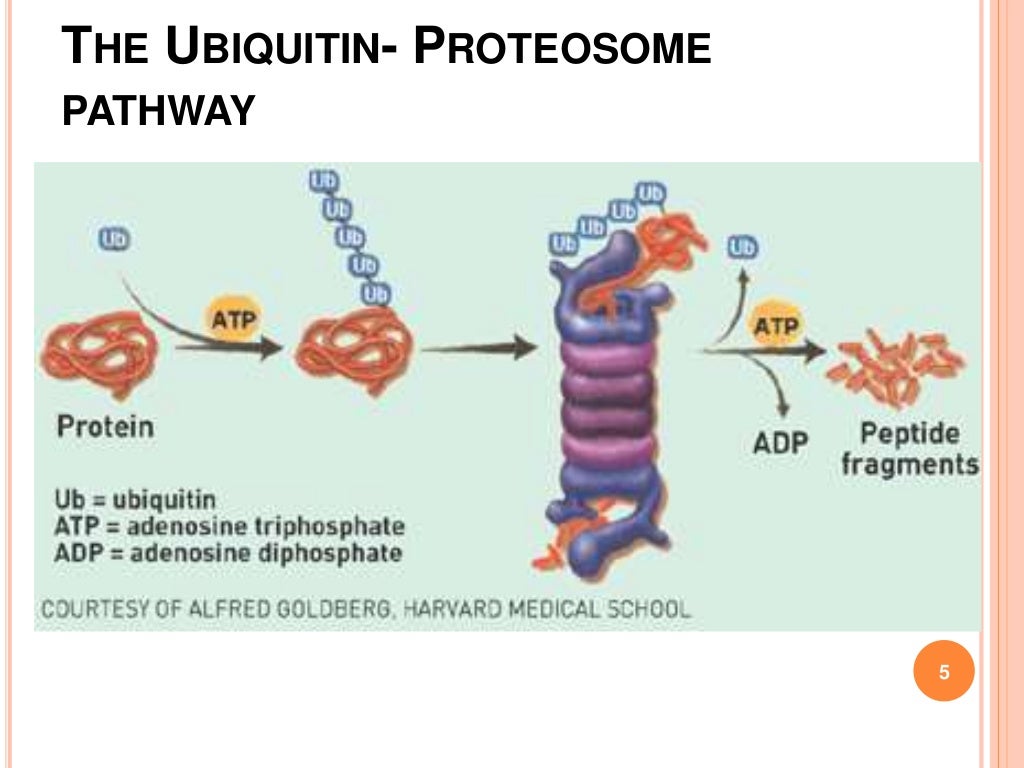 Protein degradation