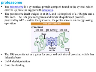 Picture of Protein degradation(molecular biology) | PPTX