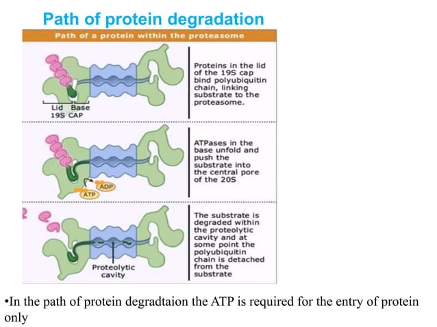 Protein degradation(molecular biology) | PPTX | Biological Sciences ...