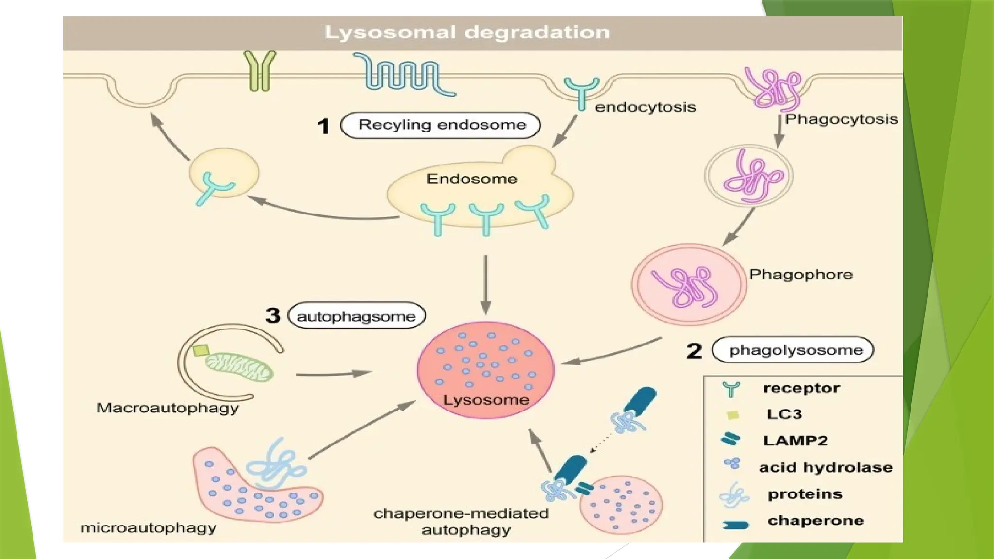 PROTEIN DEGRADATION- ubiquitin pathway and it's mechanism | PPTX