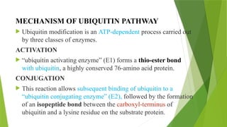 MECHANISM OF UBIQUITIN PATHWAY
 Ubiquitin modification is an ATP-dependent process carried out
by three classes of enzymes.
ACTIVATION
 “ubiquitin activating enzyme” (E1) forms a thio-ester bond
with ubiquitin, a highly conserved 76-amino acid protein.
CONJUGATION
 This reaction allows subsequent binding of ubiquitin to a
“ubiquitin conjugating enzyme” (E2), followed by the formation
of an isopeptide bond between the carboxyl-terminus of
ubiquitin and a lysine residue on the substrate protein.
 