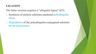 LIGATION
The latter reaction requires a “ubiquitin ligase” (E3)
1. Synthesis of protein substrate-anchored polyubiquitin
chain.
2. Degradation of the polyubiquitin-conjugated substrate
by the proteasome.
 