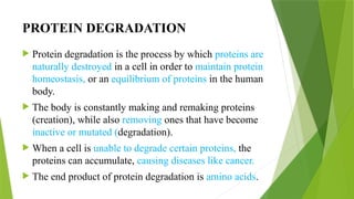 PROTEIN DEGRADATION
 Protein degradation is the process by which proteins are
naturally destroyed in a cell in order to maintain protein
homeostasis, or an equilibrium of proteins in the human
body.
 The body is constantly making and remaking proteins
(creation), while also removing ones that have become
inactive or mutated (degradation).
 When a cell is unable to degrade certain proteins, the
proteins can accumulate, causing diseases like cancer.
 The end product of protein degradation is amino acids.
 