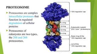 PROTEOSOME
 Proteasomes are complex
intracellular proteases that
function in regulated
degradation of cellular
proteins
 Proteasomes of
eukaryotes are two types,
the 20S and 26S
proteasomes.
 