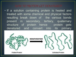 Protein denaturation | PPTX