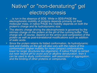 Native" or "non-denaturing" gelNative" or "non-denaturing" gel
electrophoresiselectrophoresis
 ……is run in the absence of SDS. While in SDS-PAGE theis run in the absence of SDS. While in SDS-PAGE the
electrophoretic mobility of proteins depends primarily on theirelectrophoretic mobility of proteins depends primarily on their
molecular mass, in native PAGE the mobility depends on both themolecular mass, in native PAGE the mobility depends on both the
protein's charge and its hydrodynamic size.protein's charge and its hydrodynamic size.
 The electric charge driving the electrophoresis is governed by theThe electric charge driving the electrophoresis is governed by the
intrinsic charge on the protein at the pH of the running buffer. Thisintrinsic charge on the protein at the pH of the running buffer. This
charge will, of course, depend on the amino acid composition of thecharge will, of course, depend on the amino acid composition of the
protein as well as post-translational modifications such as additionprotein as well as post-translational modifications such as addition
of sialic acids.of sialic acids.
 Since the protein retains its folded conformation, its hydrodynamicSince the protein retains its folded conformation, its hydrodynamic
size and mobility on the gel will also vary with the nature of thissize and mobility on the gel will also vary with the nature of this
conformation (higher mobility for more compact conformations,conformation (higher mobility for more compact conformations,
lower for larger structures like oligomers). If native PAGE is carriedlower for larger structures like oligomers). If native PAGE is carried
out near neutral pH to avoid acid or alkaline denaturation, then itout near neutral pH to avoid acid or alkaline denaturation, then it
can be used to study conformation, self-association or aggregation,can be used to study conformation, self-association or aggregation,
and the binding of other proteins or compounds.and the binding of other proteins or compounds.
 