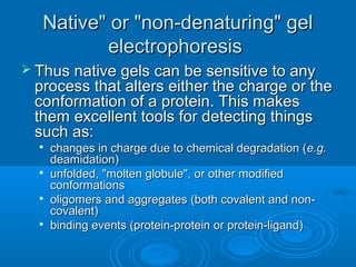  Thus native gels can be sensitive to anyThus native gels can be sensitive to any
process that alters either the charge or theprocess that alters either the charge or the
conformation of a protein. This makesconformation of a protein. This makes
them excellent tools for detecting thingsthem excellent tools for detecting things
such as:such as:

changes in charge due to chemical degradation (changes in charge due to chemical degradation (e.g.e.g.
deamidation)deamidation)

unfolded, "molten globule", or other modifiedunfolded, "molten globule", or other modified
conformationsconformations

oligomers and aggregates (both covalent and non-oligomers and aggregates (both covalent and non-
covalent)covalent)

binding events (protein-protein or protein-ligand)binding events (protein-protein or protein-ligand)
Native" or "non-denaturing" gelNative" or "non-denaturing" gel
electrophoresiselectrophoresis
 