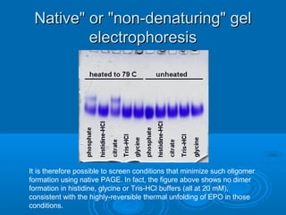 Native" or "non-denaturing" gelNative" or "non-denaturing" gel
electrophoresiselectrophoresis
It is therefore possible to screen conditions that minimize such oligomer
formation using native PAGE. In fact, the figure above shows no dimer
formation in histidine, glycine or Tris-HCl buffers (all at 20 mM),
consistent with the highly-reversible thermal unfolding of EPO in those
conditions.
 