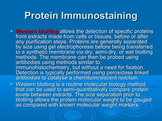 Protein ImmunostainingProtein Immunostaining
 Western blottingWestern blotting allows the detection of specific proteinsallows the detection of specific proteins
from extracts made from cells or tissues, before or afterfrom extracts made from cells or tissues, before or after
any purification steps. Proteins are generally separatedany purification steps. Proteins are generally separated
by size using gel electrophoresis before being transferredby size using gel electrophoresis before being transferred
to a synthetic membrane via dry, semi-dry, or wet blottingto a synthetic membrane via dry, semi-dry, or wet blotting
methods. The membrane can then be probed usingmethods. The membrane can then be probed using
antibodies using methods similar toantibodies using methods similar to
immunohistochemistry, but without a need for fixation.immunohistochemistry, but without a need for fixation.
Detection is typically performed using peroxidase linkedDetection is typically performed using peroxidase linked
antibodies to catalyse a chemiluminescent reaction.antibodies to catalyse a chemiluminescent reaction.
 Western blotting is a routine molecular biology methodWestern blotting is a routine molecular biology method
that can be used to semi-quantitatively compare proteinthat can be used to semi-quantitatively compare protein
levels between extracts. The size separation prior tolevels between extracts. The size separation prior to
blotting allows the protein molecular weight to be gaugedblotting allows the protein molecular weight to be gauged
as compared with known molecular weight markersas compared with known molecular weight markers
 