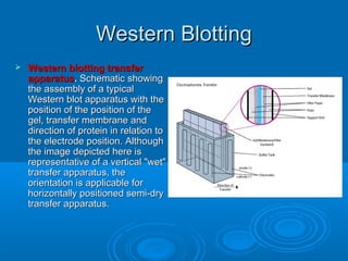 Western BlottingWestern Blotting
 Western blotting transferWestern blotting transfer
apparatusapparatus.. Schematic showingSchematic showing
the assembly of a typicalthe assembly of a typical
Western blot apparatus with theWestern blot apparatus with the
position of the position of theposition of the position of the
gel, transfer membrane andgel, transfer membrane and
direction of protein in relation todirection of protein in relation to
the electrode position. Althoughthe electrode position. Although
the image depicted here isthe image depicted here is
representative of a vertical "wet"representative of a vertical "wet"
transfer apparatus, thetransfer apparatus, the
orientation is applicable fororientation is applicable for
horizontally positioned semi-dryhorizontally positioned semi-dry
transfer apparatus.transfer apparatus.
 