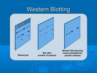 Western BlottingWestern Blotting
 
