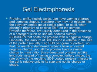 Gel ElectrophoresisGel Electrophoresis
 Proteins, unlike nucleic acids, can have varying chargesProteins, unlike nucleic acids, can have varying charges
and complex shapes, therefore they may not migrate intoand complex shapes, therefore they may not migrate into
the polyacryl amide gel at similar rates, or at all, whenthe polyacryl amide gel at similar rates, or at all, when
placing a negative to positive EMF on the sample.placing a negative to positive EMF on the sample.
Proteins therefore, are usually denatured in the presenceProteins therefore, are usually denatured in the presence
of a detergent such as sodium dodecyl sulfate/of a detergent such as sodium dodecyl sulfate/
(SDS/SDP) that coats the proteins with a negative charge.(SDS/SDP) that coats the proteins with a negative charge.
Generally, the amount of SDS bound is relative to the sizeGenerally, the amount of SDS bound is relative to the size
of the protein (usually 1.4g SDS per gram of protein), soof the protein (usually 1.4g SDS per gram of protein), so
that the resulting denatured proteins have an overallthat the resulting denatured proteins have an overall
negative charge, and all the proteins have a similarnegative charge, and all the proteins have a similar
charge to mass ratio. Since denatured proteins act likecharge to mass ratio. Since denatured proteins act like
long rods instead of having a complex tertiary shape, thelong rods instead of having a complex tertiary shape, the
rate at which the resulting SDS coated proteins migrate inrate at which the resulting SDS coated proteins migrate in
the gel is relative only to its size and not its charge orthe gel is relative only to its size and not its charge or
shape.shape.
 