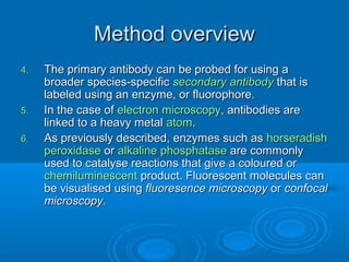 Method overviewMethod overview
4.4. The primary antibody can be probed for using aThe primary antibody can be probed for using a
broader species-specificbroader species-specific secondary antibodysecondary antibody that isthat is
labeled using an enzyme, or fluorophore.labeled using an enzyme, or fluorophore.
5.5. In the case ofIn the case of electron microscopyelectron microscopy, antibodies are, antibodies are
linked to a heavy metallinked to a heavy metal atomatom..
6.6. As previously described, enzymes such asAs previously described, enzymes such as horseradishhorseradish
peroxidaseperoxidase oror alkalinealkaline phosphatasephosphatase are commonlyare commonly
used to catalyse reactions that give a coloured orused to catalyse reactions that give a coloured or
chemiluminescentchemiluminescent product. Fluorescent molecules canproduct. Fluorescent molecules can
be visualised usingbe visualised using fluoresence microscopyfluoresence microscopy oror confocalconfocal
microscopymicroscopy..
 