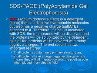 SDS-PAGE (PolyAcrylamide GelSDS-PAGE (PolyAcrylamide Gel
Electrophoresis)Electrophoresis)
 SDSSDS (sodium dodecyl sulfate) is a detergent(sodium dodecyl sulfate) is a detergent
(soap) that can dissolve hydrophobic molecules(soap) that can dissolve hydrophobic molecules
but also has a negative charge (sulfbut also has a negative charge (sulfATEATE))
attached to it. Therefore, if a cell is incubatedattached to it. Therefore, if a cell is incubated
with SDS, the membranes will be dissolved andwith SDS, the membranes will be dissolved and
the proteins will be solubilized by the detergent,the proteins will be solubilized by the detergent,
plus all the proteins will be covered with manyplus all the proteins will be covered with many
negative charges. The end result has twonegative charges. The end result has two
important features:important features:

1) all proteins contain only primary structure and1) all proteins contain only primary structure and

2) all proteins have a large negative charge which2) all proteins have a large negative charge which
means they will all migrate towards the positive polemeans they will all migrate towards the positive pole
when placed in an electric fieldwhen placed in an electric field
 
