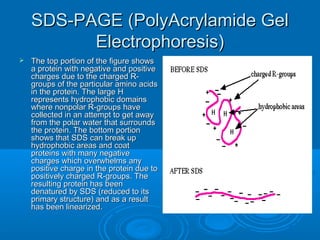 SDS-PAGE (PolyAcrylamide GelSDS-PAGE (PolyAcrylamide Gel
Electrophoresis)Electrophoresis)
 The top portion of the figure showsThe top portion of the figure shows
a protein with negative and positivea protein with negative and positive
charges due to the charged R-charges due to the charged R-
groups of the particular amino acidsgroups of the particular amino acids
in the protein. The large Hin the protein. The large H
represents hydrophobic domainsrepresents hydrophobic domains
where nonpolar R-groups havewhere nonpolar R-groups have
collected in an attempt to get awaycollected in an attempt to get away
from the polar water that surroundsfrom the polar water that surrounds
the protein. The bottom portionthe protein. The bottom portion
shows that SDS can break upshows that SDS can break up
hydrophobic areas and coathydrophobic areas and coat
proteins with many negativeproteins with many negative
charges which overwhelms anycharges which overwhelms any
positive charge in the protein due topositive charge in the protein due to
positively charged R-groups. Thepositively charged R-groups. The
resulting protein has beenresulting protein has been
denatured by SDS (reduced to itsdenatured by SDS (reduced to its
primary structure) and as a resultprimary structure) and as a result
has been linearized.has been linearized.
 