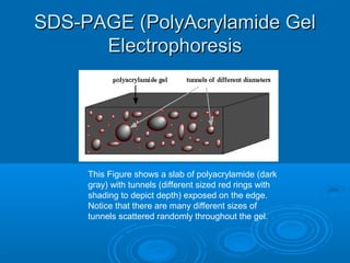 SDS-PAGE (PolyAcrylamide GelSDS-PAGE (PolyAcrylamide Gel
ElectrophoresisElectrophoresis
This Figure shows a slab of polyacrylamide (dark
gray) with tunnels (different sized red rings with
shading to depict depth) exposed on the edge.
Notice that there are many different sizes of
tunnels scattered randomly throughout the gel.
 