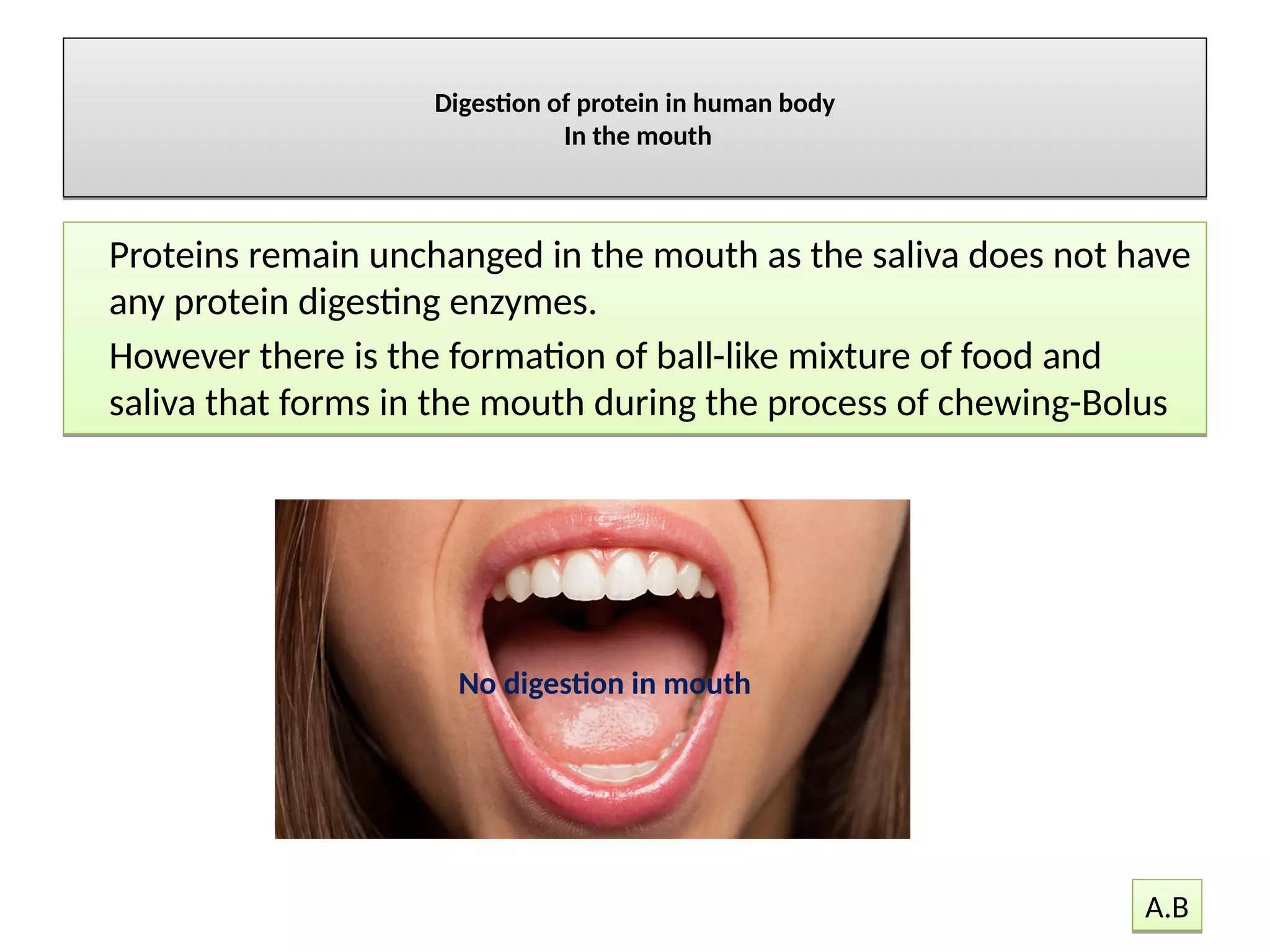 Protein digestion in human body | PDF