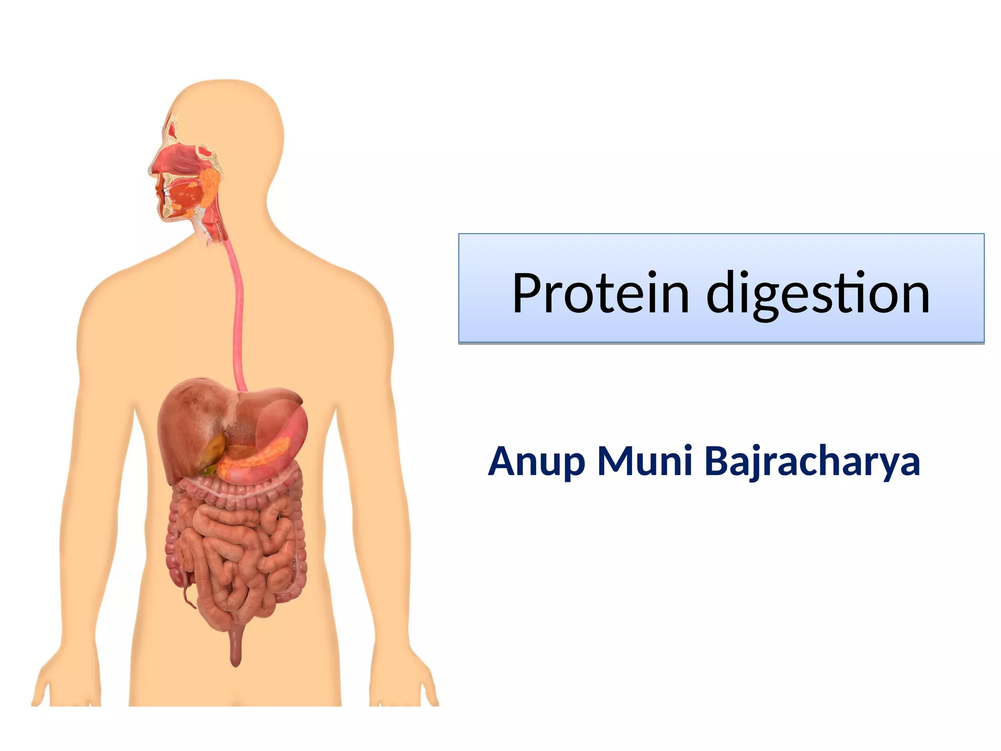 Protein digestion in human body | PPT