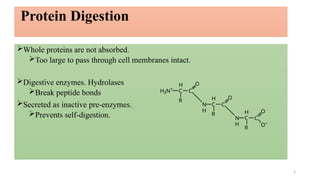 proteindigestionandabsorption-210324090748 (1).pptx