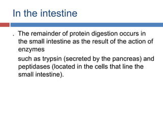 In the intestine.  The remainder of protein digestion occurs in the small intestine as the result of the action of enzymes    such as trypsin (secreted by the pancreas) and peptidases (located in the cells that line the small intestine).