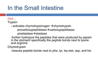 In the Small IntestineCont....Trypsin	- activates chymotrypsinogenchymotrypsinprocarboxypeptidasescarboxypeptidasesproelastaseelastase	-further hydrolyze the peptides that were produced by pepsin in the stomach specifically the peptide bonds next to lysine and arginineChymotrypsin	-cleaves peptide bonds next to phe, tyr, trp,met, asp, and his
