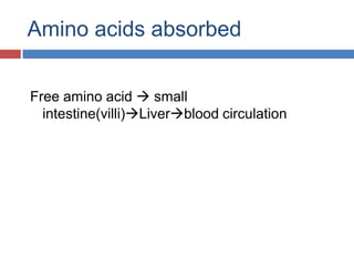 Amino acids absorbedFree amino acid  small intestine(villi)Liverblood circulation